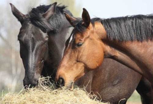 2025 Alberta Thoroughbred Aftercare